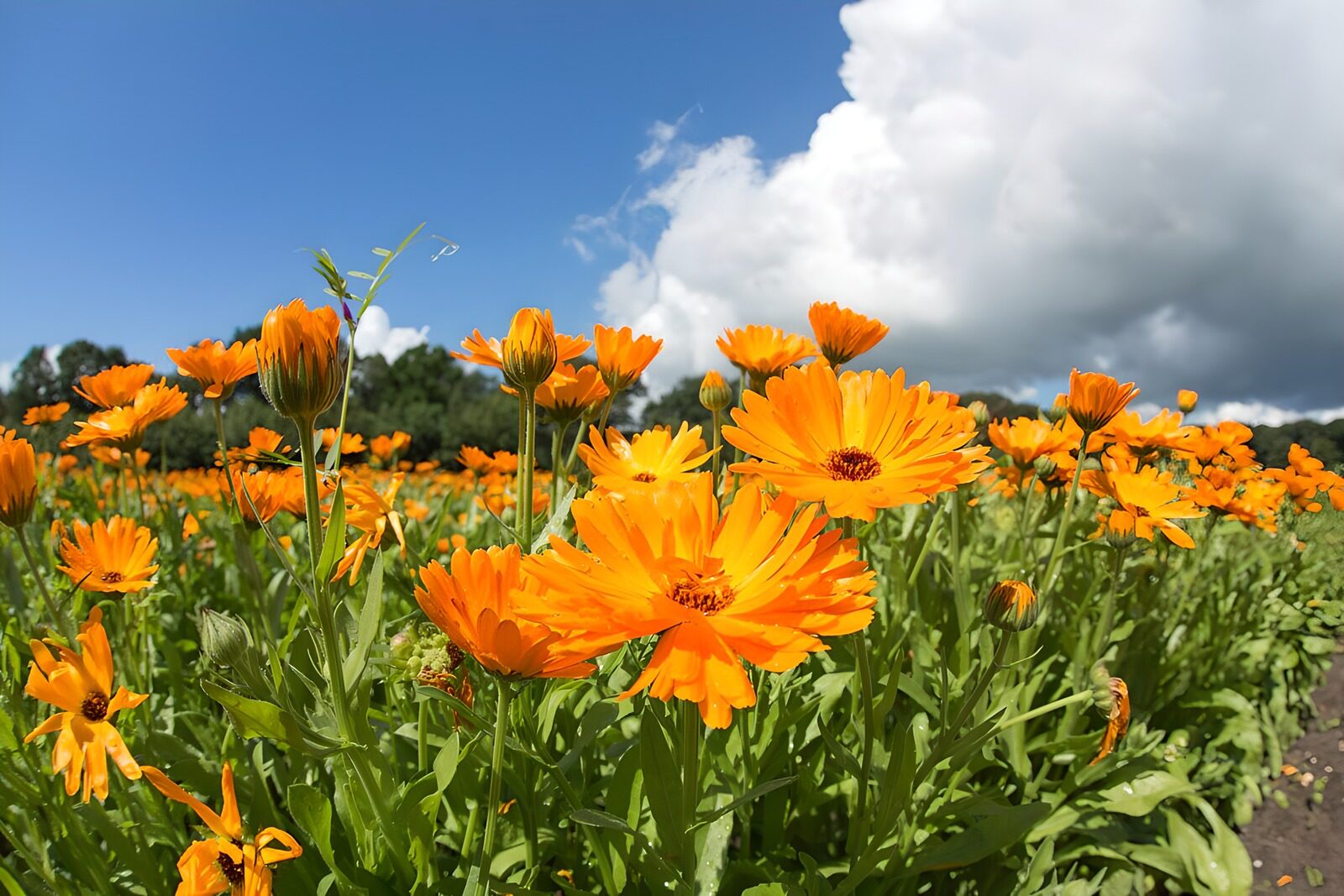 Zonrijke veld van gouden bloemen