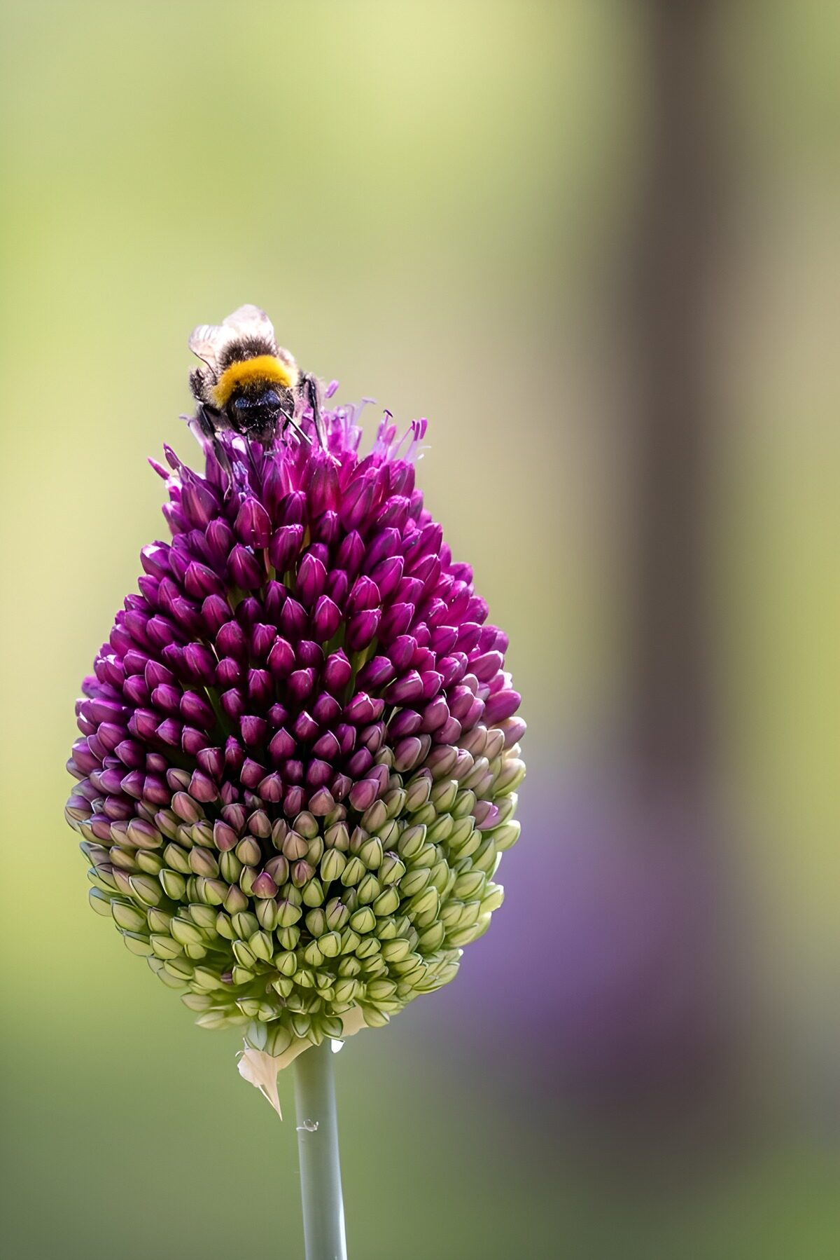 Bij op paarse bloem